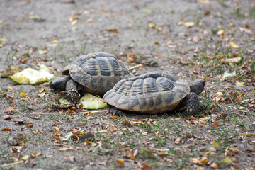 Two turtles did not share something and went in different directions
