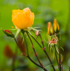 Yellow Rose against green blurred background