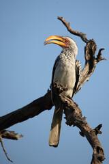 Gelbschnabeltoko / Southern yellow-billed hornbill / Tockus leucomelas