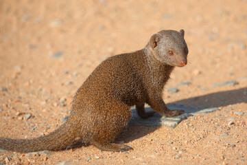 Südliche Zwergmanguste / Dwarf mongoose / Helogale parvula