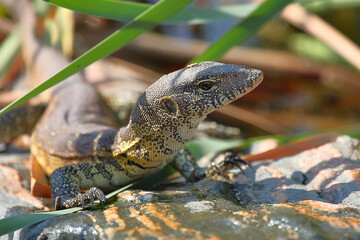 Nilwaran / Nile monitor / Varanus niloticus