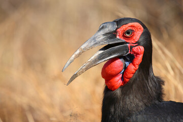 Kaffernhornrabe / Southern ground hornbill / Bucorvus leadbeateri