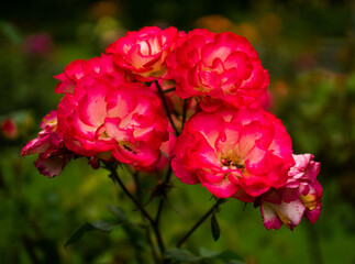 Red rose against the green blurred background