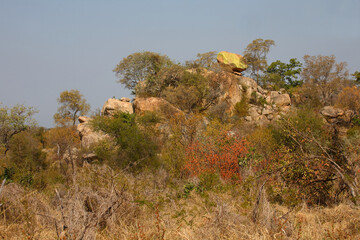 Afrikanischer Busch - Krügerpark / African Bush - Kruger Park /