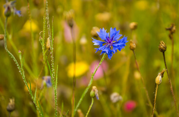 Beautiful meadow flowers in bloom close-up