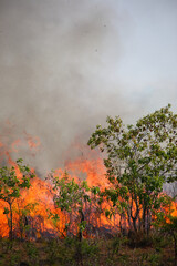 Afrikanischer Busch - Krügerpark - Buschfeuer / African Bush - Kruger Park - Bushfire /