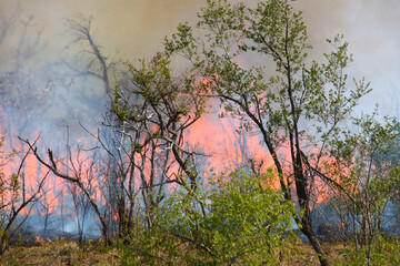 Afrikanischer Busch - Krügerpark - Buschfeuer / African Bush - Kruger Park - Bushfire /