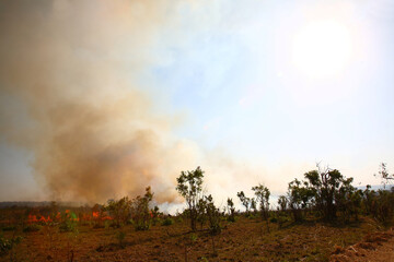 Afrikanischer Busch - Krügerpark - Buschfeuer / African Bush - Kruger Park - Bushfire /
