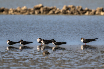 Birding,  Wildlife - Tropical Bird in the Caribbean