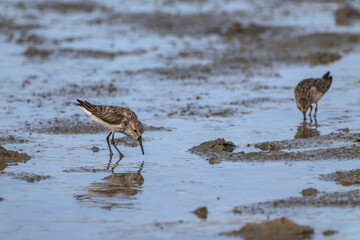Birding,  Wildlife - Tropical Bird in the Caribbean