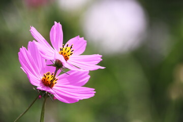 可愛いピンクのコスモスの花