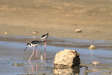 Birding,  Wildlife - Tropical Bird in the Caribbean