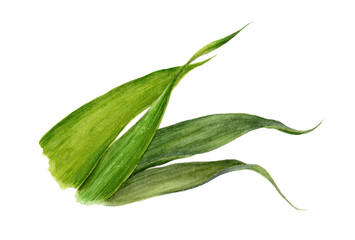Obraz premium Watercolor close-up illustration of a ginger leaves, isolated on white background.