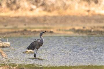 Birding,  Wildlife - Tropical Bird in the Caribbean