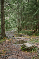 Path among the trees in the forest