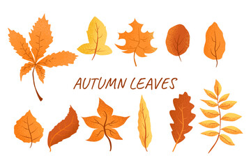 Set of autumn leaves. yellow, red, orange, brown leaves. Isolated on white background. Hand drawn vector autumn leaves.fallen dry leaves. Stock vector illustration
