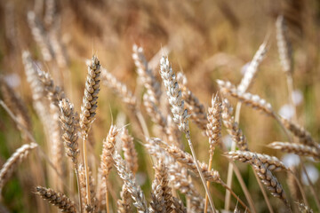 Nice wheat in the countryside