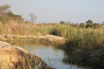 Afrikanischer Busch - Krügerpark / African Bush - Kruger Park /