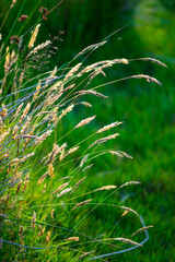 Yellow grass blades against a green background