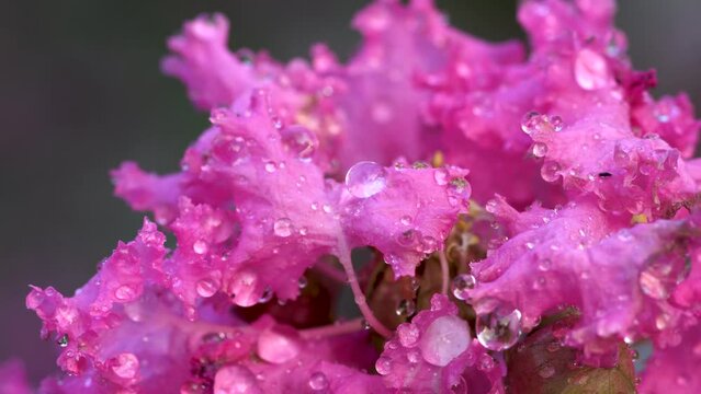 Close-up of crape myrtle flower in the rain