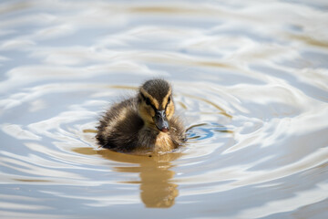 Baby Mallard duck in early spring morning in Ramat Gan park. Israel.