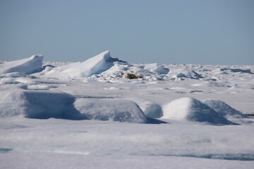 Polar Bear (Ursus maritimus) sleeping on Arctic sea ice north of the Svalbard Archipelago, Norway.