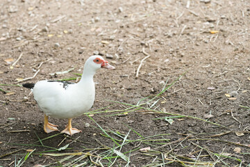 little duck standing on the ground.