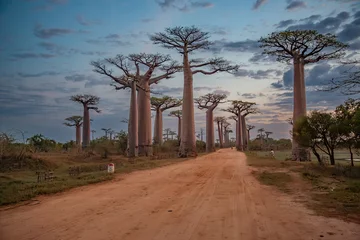 Schilderijen op glas Beautiful Baobab trees at sunset at the avenue of the baobabs in Madagascar © vaclav