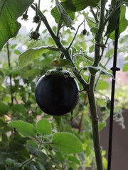 aubergine plant with growing round purple fruit in the garden