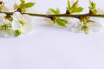 Beautiful cherry blossoms in white on white paper with empty space best background