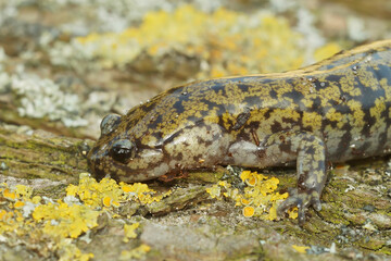 Closeup on a male of the colorful and rare Hondo streamside salamander, Hynobius kimurae, sitting on a piece of wood