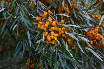 sea buckthorn bush with ripe orange berries on the branch isolated close up
