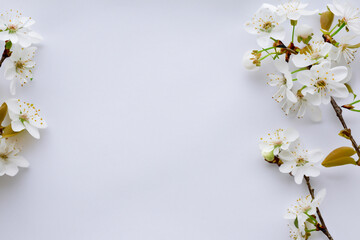 Beautiful cherry blossoms in white on white paper with empty space best background