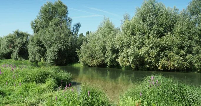 Neuenburg am Rhein. Entlang der Rheing&auml;rten-Terrasse. Am Rande des reinen und ruhigen Wassers des Altrheins. Natur, Liegewiesen. Urwaldfeeling pur, wild Vegetation und Fauna
