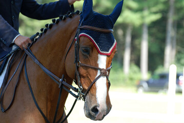 Obraz premium Beautiful Face of a Show Horse in the Summer