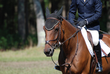 Obraz premium Horse and Hunter Rider in the Show Ring