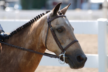 Sweet Strawberry Roan Arabian Horse Under Saddle