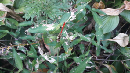 두점박이좀잠자리