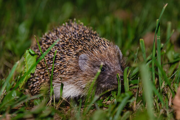 A hedgehog hide in the garden.Hedgehog looking for food.Wildlife in Europe.West european...