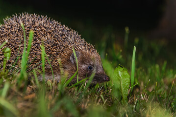 A hedgehog hide in the garden.Hedgehog looking for food.Wildlife in Europe.West european hedgehog,rinaceus europaeus,on a green meadow.Summer night.Closeup.