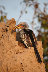Gelbschnabeltoko / Southern yellow-billed hornbill / Tockus leucomelas