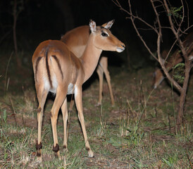 Schwarzfersenantilope / Impala / Aepyceros melampus