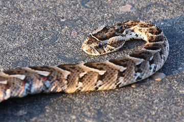 Puffotter / Puff adder / Bitis arietans