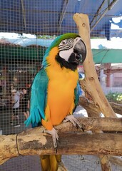 a photography of a colorful parrot sitting on a branch in a cage, macaw sitting on a branch in a...