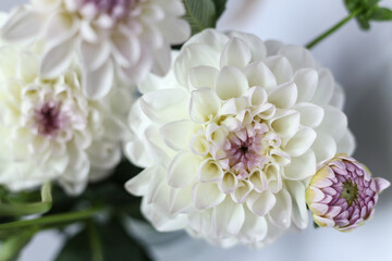 beautiful white and purple dahlia flowers