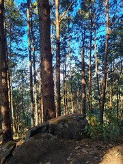 autumn in the forest