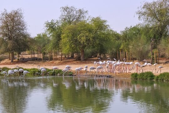 View of the manmade lake with pink flamingo at Al Qudra Lakes in Al Marmoom Desert Conservation Reserve. Love Lake is one of the major tourist attractions in Dubai,UAE