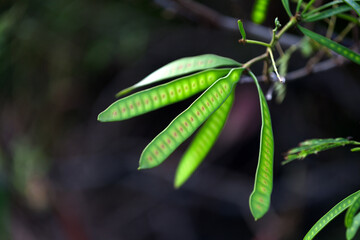 Young pods of Leucaena leucocephala