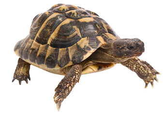 Tortue d'Hermann	