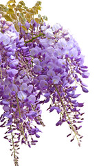 Fleurs de Glycine